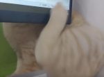 「痒いニャア…？」　掻きたいのにモニターが邪魔で掻けない猫。