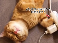 ただいま充電中の猫。フルチャージするとこうなった！