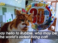 世界一長生きしている猫、ラブルが30歳の誕生日をお祝い