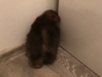 ポメラニアン、やっぱりおまえ…。狭い隙間に難なく入り込むポメラニアンに驚き