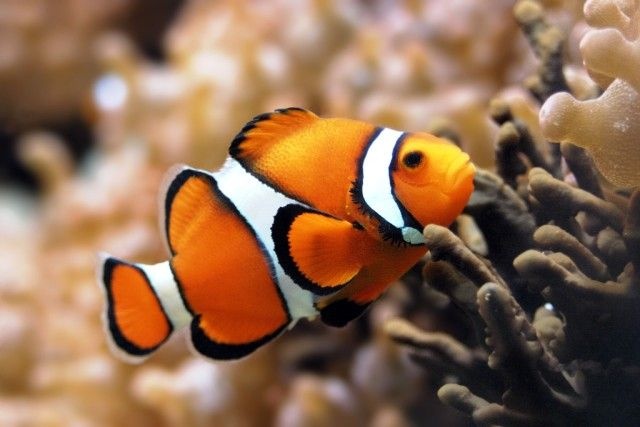 Clownfish_e