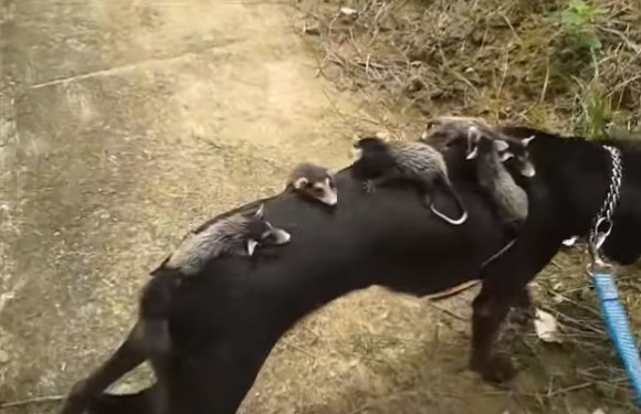11_e20