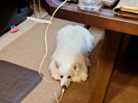 振り向いたらまさかの光景　食事の支度をしていたら、愛犬が「充電中」になってた件