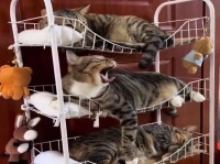 猫収納ライフハック。ワゴンで作る猫がしっぽり収まる4段ベッド