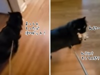 獲物とったど～！意気揚々と獲物を持ち運ぶも、それが猫じゃらしと気付いてしまった猫の反応