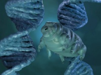 地球最強生物「クマムシ」の秘密が明らかに。防御モードを発動させる分子スイッチが判明