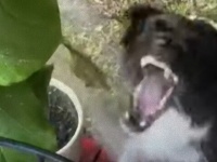 お水大好き。ボーダーコリーのアーロさん、シャワーの水が飲みたくて野獣化する