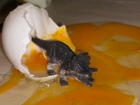 卵落としてグシャる悲劇がまさかの〝ほっこり展開〟に　「ビビった」「う、生まれたー！」と16万人驚嘆