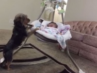 愛は種族を超える？赤ちゃんを優しくあやすワンちゃん