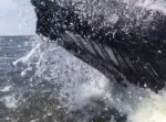 ラッキーすぎる！　超至近距離でジャンプしたクジラがくれた更なる幸運とは？