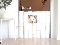 あのサモエドが帰ってきた！トイレットペーパーチャレンジをご主人と楽しむマヤさん