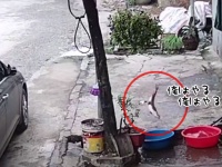リアルニモかな？たらいに入れられていた魚、道路を飛び跳ね、排水溝へ突入し脱出成功