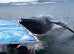 ギリギリの距離！　船のすぐ近くでザトウクジラが大ジャンプ！
