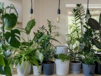 観葉植物の驚くべき力。発がん性の毒素を効率的に除去する効果が認められる