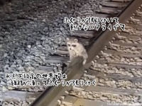 なぜまたがった？　線路のレールに「ふぐり」が凍り付いて動けなくなってしまったアライグマの悲劇