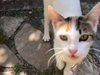 怪我した脚を引きずりながら人間に助けを求めに来た猫、茂みに隠した5匹の子猫の元へと案内する