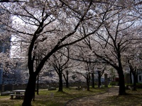 オフィス街のお花見スポットとなっている天神中央公園（yuki5287さん撮影, Flickrより）