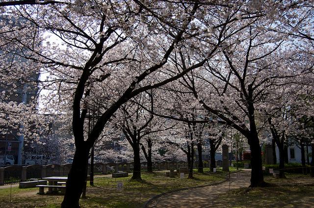 オフィス街のお花見スポットとなっている天神中央公園（yuki5287さん撮影, Flickrより）
