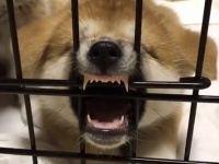 秋田犬 純：Akita Inu Jun（＠SlpZjj5agkFZxfC
