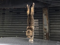 ニャンコの〝衝撃的一瞬〟捉えた写真に29万人驚がく　「奇跡の一枚」「タイミングがドンピシャ」