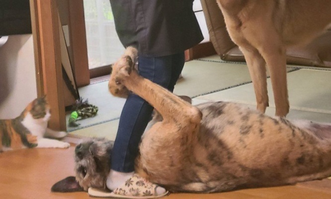 情報量と愛情量がハンパない! 「猫と遊ぶお母さん&2匹の犬」の写真があまりに良すぎ
