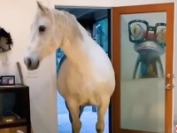 この馬は我が家の庭のユニコーン「中に入れて！」とドアを開けて家の中に入って来る保護馬