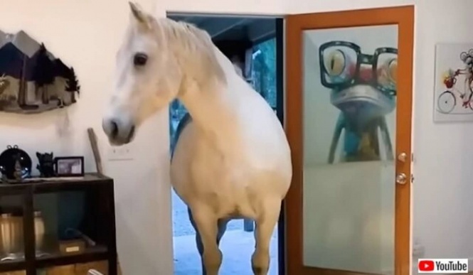 この馬は我が家の庭のユニコーン「中に入れて！」とドアを開けて家の中に入って来る保護馬