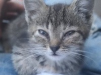 野良子猫を愛でる動画を撮っていた撮影者、やっぱり飼い主になっていた