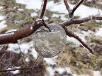 自然が魔法を使ってきたぞ？リンゴの木の枝になっていたのは、氷でできたリンゴそっくりの実！！（アメリカ）