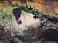 それはおいしい貝ですか？来園者が落としたスマホを容赦なく岩に叩きつけるラッコ