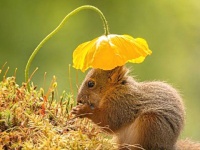 今年もがんばろう！って思わせてくれる、生き物たちの写真を詰め合わせでお届け（爬虫類・虫さん出演中）