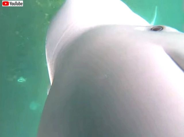 cheekybeluga5_640_640