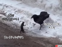 俺はやる、俺はやる。カラスに真っ向勝負を挑んだリス、その結末は？