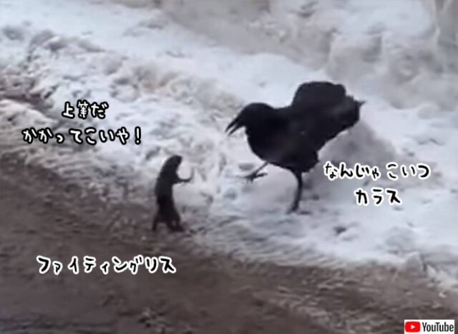 俺はやる、俺はやる。カラスに真っ向勝負を挑んだリス、その結末は?