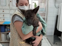 事故で保護された動物、犬とパンパスギツネの珍しい交雑種であることが判明