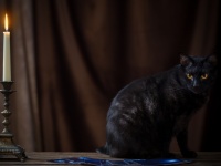 猫に新たなる能力が開花か？ゴミに近づいただけで発火させ立ち去っていく炎属性の猫が目撃される