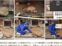いしかわ動物園ホームページ内「おしらせ」より
