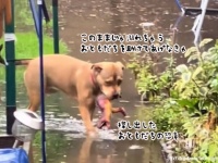 大雨で水浸しとなった庭で親友の恐竜のおもちゃを助け出そうとする犬