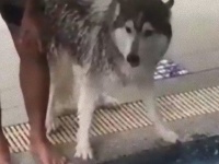 雪は得意でも水は怖いんじゃい。水を怖がるハスキー、なかなか入れないその横からぴょーん