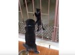 「しょうがないニャ…！」柵でモタつくワンちゃんを黒猫が手助け。