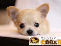有限会社 Coo&amp;RIKUのプレスリリース画像
