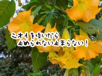 綺麗な花には罠がある。「デビルズ・ブレス」のニオイを嗅いだところ超絶トリップしてしまった女性