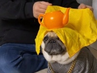 犬にはタネも仕掛けもないよ！ペットのパグの頭の上でテーブル引きをやってみた