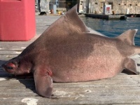 豚とサメのハイブリッド？豚の鼻と皮膚を持ち合わせた奇妙な魚の正体は？
