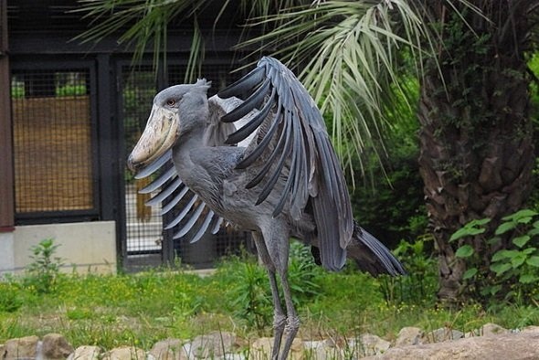 ハシビロコウ。高知県立のいち動物公園。（pelican さん撮影、Wikimedia Commonsより）