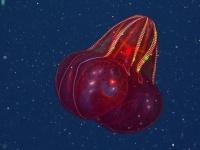 なんという異世界クリーチャー感！エレクトリカルパレードな赤いクラゲ「アカカブトクラゲ」