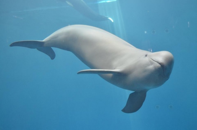のびのびと泳ぐスナメリの「チョボ」（写真提供：鳥羽水族館）
