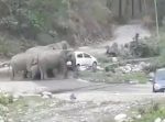 路駐してる車を取り締まり移動するゾウたち。