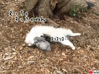 猫がウサギに恋をした。動かない置物だけど恋をした。