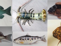 魚が釣れない？では作ろう。リアルな魚が簡単に作れるペーパークラフト